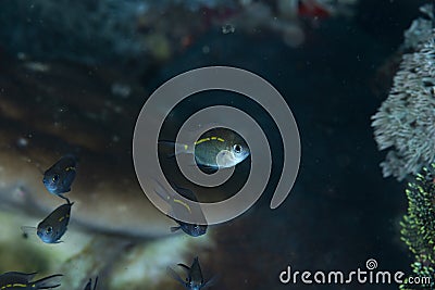 Juvenile Spiny Chromis Acanthochromis polyacanthus Stock Photo