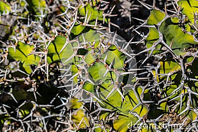 Spiny Cow's Horn Cactus Grouping Stock Photo