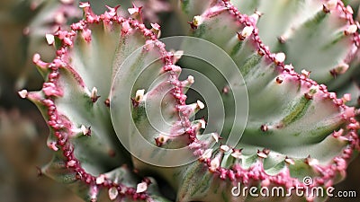 Spiny Crested-Euphorbia Cactus Stock Photo