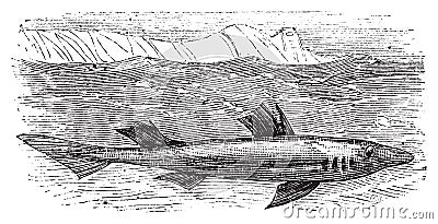 Spiny dogfish, spurdog, mud shark, piked dogfish or Squallus acanthias vintage engraving Vector Illustration