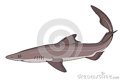 Spiny Dogfish (Spurdog). Squalus. Vector Illustration