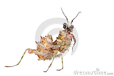 Spiny Flower Mantis Stock Photo