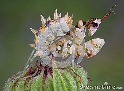 Spiny flower mantis 7 Stock Photo