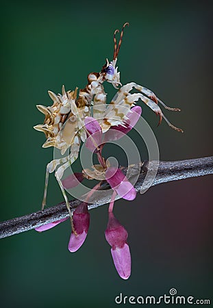 Spiny flower mantis climbing on buds Stock Photo