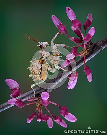 Spiny flower mantis on budding tree limb Stock Photo