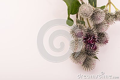 Spiny flower on a white background Stock Photo