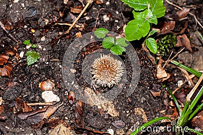 The spiny fruit body of lycoperdon echinatum Stock Photo