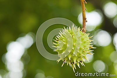 Spiny fruit of chestnut Stock Photo