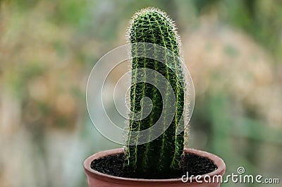 Spiny cactus in a pot Stock Photo