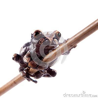 The spiny-headed tree frog on white Stock Photo