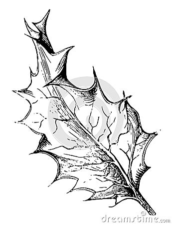 Ilex Aquifolium vintage illustration Vector Illustration