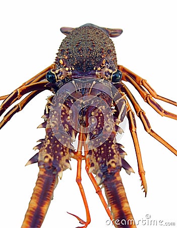 Spiny Lobster Stock Photo