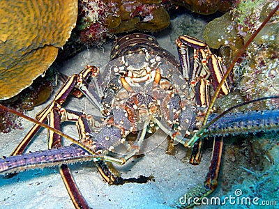 Spiny Lobster Stock Photo