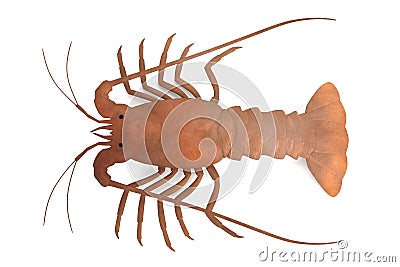 Spiny lobster Stock Photo