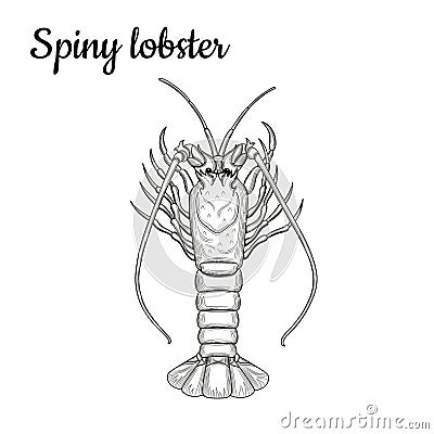 Spiny lobster. Vector Illustration