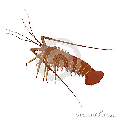 Spiny lobster vector illustration in flat design isolated on white background. Vector Illustration