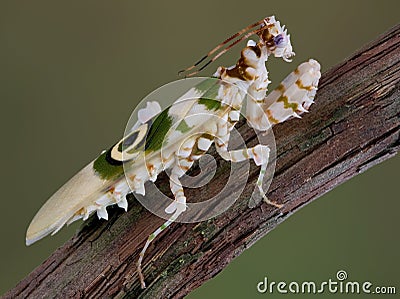 Spiny mantis 10 Stock Photo