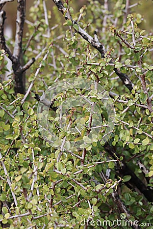 Rhamnus Crocea Leaf - Santa Ana Mtns - 121723 Stock Photo