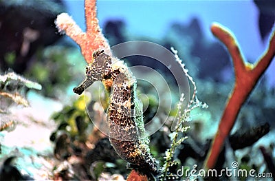Spiny Seahorse Stock Photo