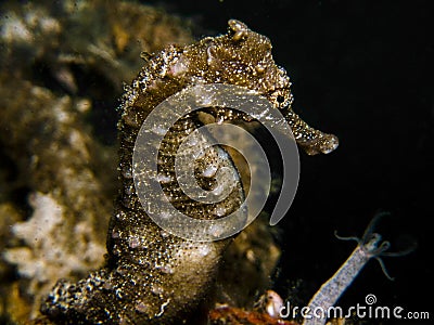 Spiny Seahorse - Hippocampus hystrix Stock Photo