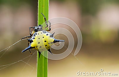 Spiny spider yellow Stock Photo