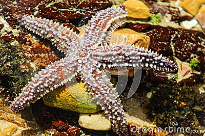 Spiny star fish or Starfish scientific name Marthasterias glacia Stock Photo