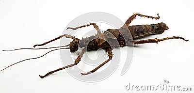 Spiny stick insect with spikes isolated on white. Haaniella echinata macro. Phasmidae Stock Photo