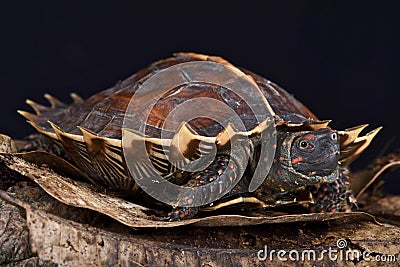 Spiny turtle (Heosemys spinosa) Stock Photo