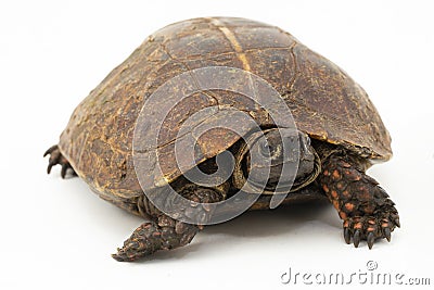 The spiny turtle (Heosemys spinosa) The spiny turtle (Heosemys spinosa) isolated on white background Stock Photo