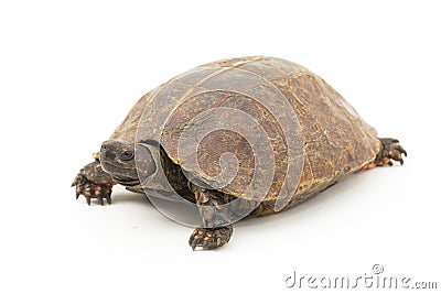 The spiny turtle (Heosemys spinosa) The spiny turtle (Heosemys spinosa) isolated on white background Stock Photo