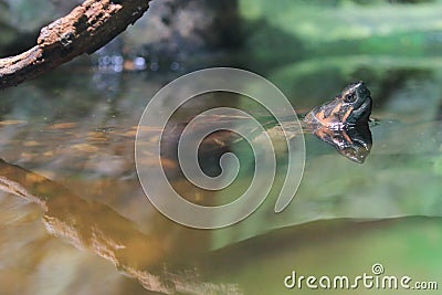 Spiny turtle Stock Photo