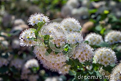 Spiraea chamaedryfolia or germander meadowsweet or elm-leaved spirea white flowers with green background. Magnificent Stock Photo