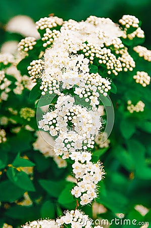 Spiraea chamedryfolia is a Spring flowering shrub with a large number of white flowers-Meadowsweet or Spiraea. Also known as Stock Photo