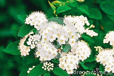 Spiraea chamedryfolia is a Spring flowering shrub with a large number of white flowers-Meadowsweet or Spiraea. Also known as Stock Photo