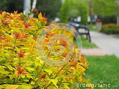 Spiraea japonica `Goldflame` Stock Photo