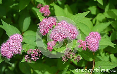Spiraea japonica, the Japanese meadowsweet or Japanese spiraea in the garden.Japanese meadowsweet is a flowering plant that is Stock Photo
