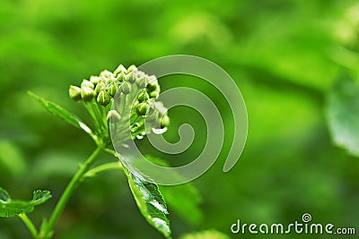 Spiraea vanhouttei Stock Photo