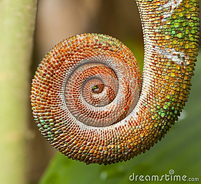 Spiral Stock Photo