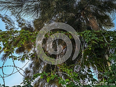 Spiral barbed wire overgrown with vines of a Virginia creeper plant, on the background of pine. The concept of nature behind the Stock Photo