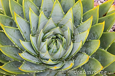 Spiral cactus leaves Stock Photo