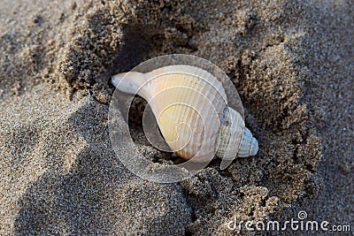 Spiral coiled sea shell Stock Photo