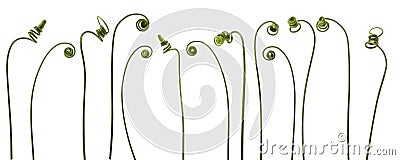 Spiral creeper plant Stock Photo