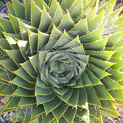Spiral design in nature. Stock Photo