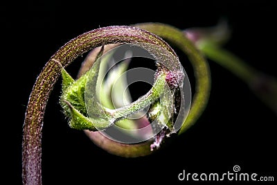 Spiral Stock Photo