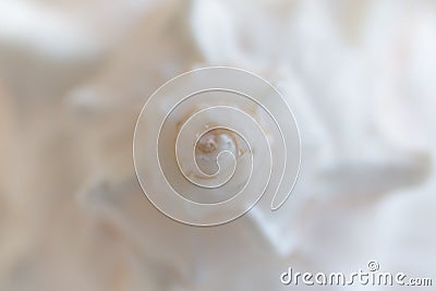 Spiral macro seashell. Blur close up shell background. Stock Photo