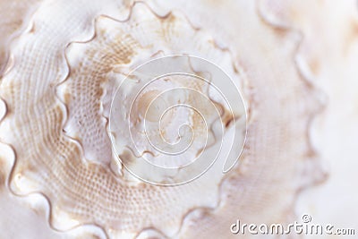 Spiral macro seashell. Blur close up shell background. Stock Photo