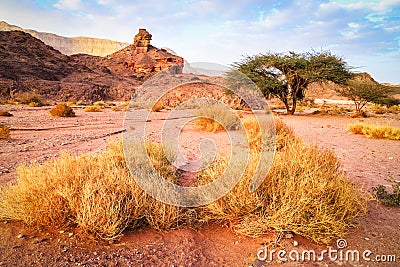 Spiral rock, tree and grass in desert landscape, Israel Stock Photo