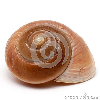 Spiral shell Stock Photo