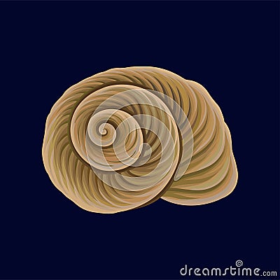 Spiral snail house or shell, empty shell of a sea mollusk vector Illustration on a dark blue background Vector Illustration