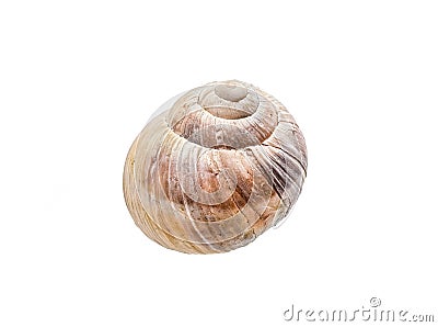 Spiral snail house or shell isolated on white background. Stock Photo